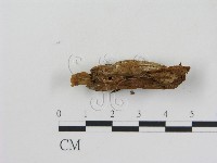 藏品(乳菇屬)的圖片