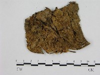 藏品(小菇屬)的圖片