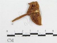 藏品(粉褶菌屬)的圖片