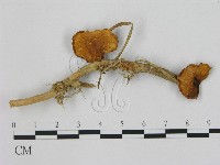 藏品(小皮傘屬)的圖片