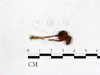 藏品(粉褶菌屬)的圖片