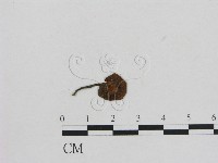 藏品(小菇屬)的圖片