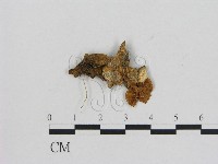 藏品(小菇屬)的圖片