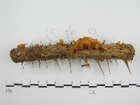 藏品(微皮傘屬)的圖片