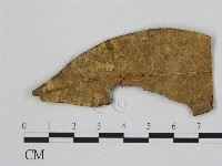 藏品(小皮傘屬)的圖片