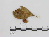 藏品(小菇屬)的圖片