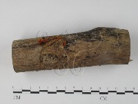 藏品(銀耳屬)的圖片