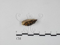 藏品(銀耳屬)的圖片