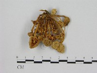 藏品(小菇屬)的圖片