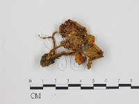 藏品(小菇屬)的圖片