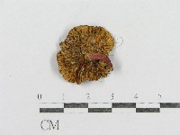 藏品(紅菇屬)的圖片