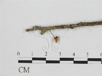 藏品(小皮傘屬)的圖片