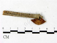 藏品(微皮傘屬)的圖片