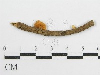 藏品(微皮傘屬)的圖片