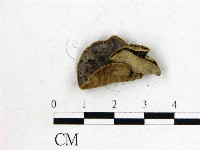 藏品(毛木耳)的圖片