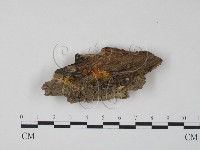 藏品(銀耳屬)的圖片