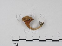 藏品(雞油菌屬)的圖片