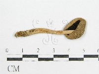 藏品(鬼傘屬)的圖片