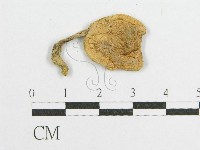藏品()的圖片