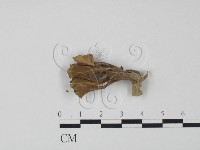 藏品(棕色革菌)的圖片