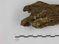 藏品(小菇屬)的圖片