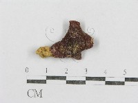 藏品(紅菇屬)的圖片