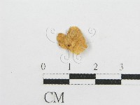 藏品(微皮傘屬)的圖片