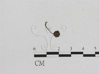 藏品(小菇屬)的圖片