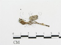 藏品(傘菌屬)的圖片