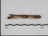 藏品(叉絲革菌屬)的圖片