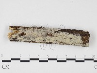 藏品(冇骨消絲齒菌)的圖片