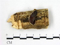 藏品(毛木耳)的圖片