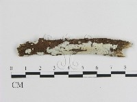 藏品(刺皮菌屬)的圖片