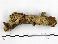 藏品(毛木耳)的圖片