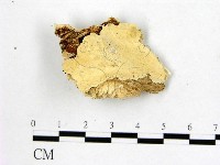 藏品(顯絲菌屬)的圖片