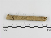 藏品(刺皮菌屬)的圖片