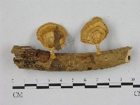 藏品(小孔菌屬)的圖片