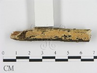 藏品(刺皮菌屬)的圖片