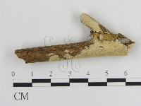 藏品(容氏菌屬)的圖片