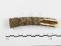 藏品(阿太菌屬)的圖片