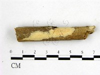 藏品(顯絲菌屬)的圖片