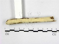 藏品(顯絲菌屬)的圖片