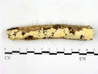 藏品(顯絲菌屬)的圖片