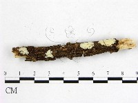 藏品(顯絲菌屬)的圖片