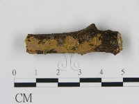 藏品(刺革菌屬)的圖片