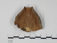 藏品(雲芝)的圖片