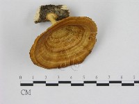 藏品(黄柄小孔菌)的圖片