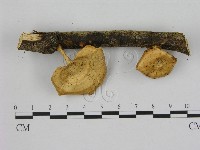 藏品(小孔菌屬)的圖片