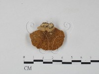 藏品(雲芝)的圖片