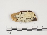 藏品(冇骨消絲齒菌)的圖片